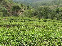 Tea garden