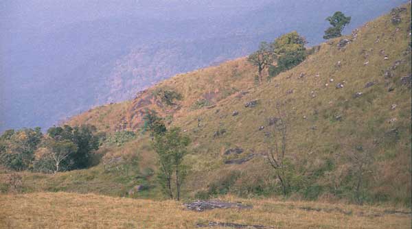 Vanishing shola forests of Ponmudi